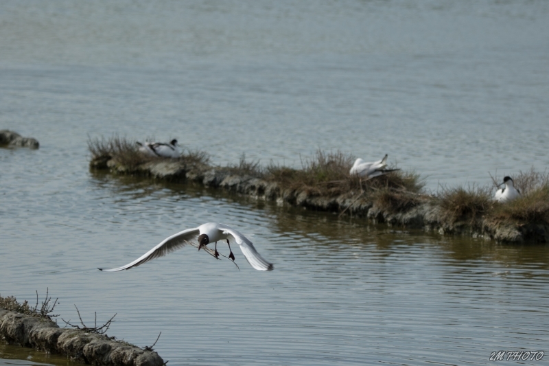 Photo Oiseaux Mouette rieuse
