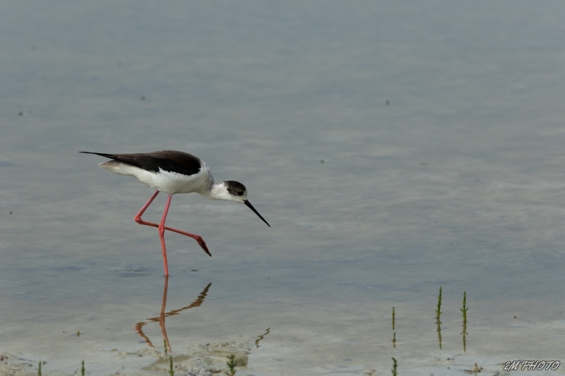 Photo Oiseaux