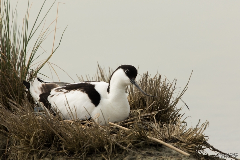 Photo Oiseaux