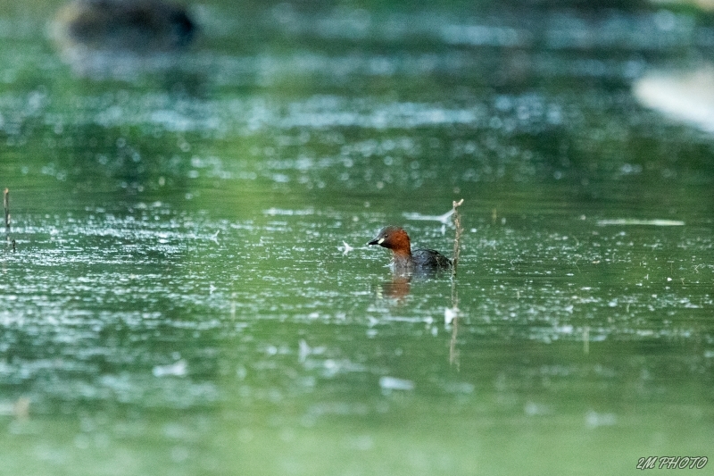 Photo Oiseaux Grèbe castagneux