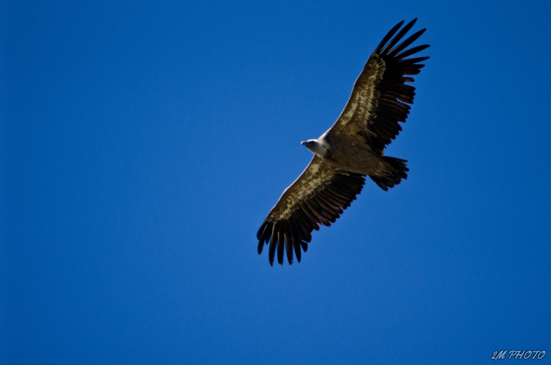 Photo Oiseaux