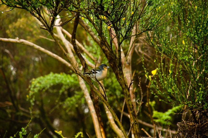 Photo Oiseaux