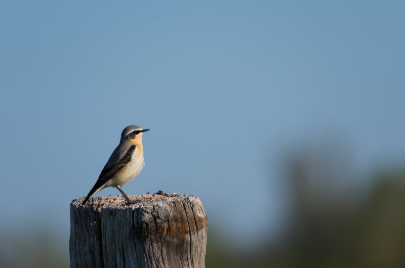 Photo Oiseaux