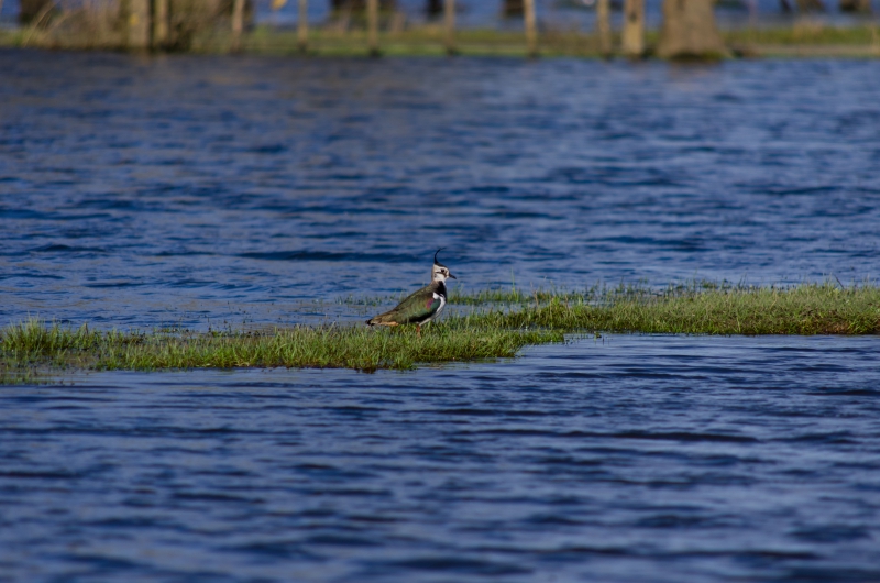 Photo Oiseaux