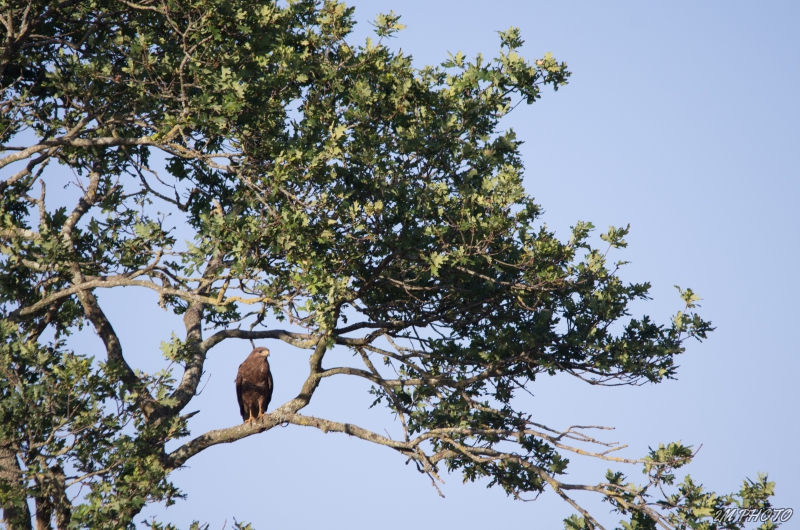 Photo Oiseaux