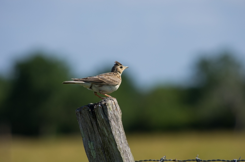Photo Oiseaux