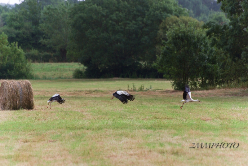 Photo Oiseaux