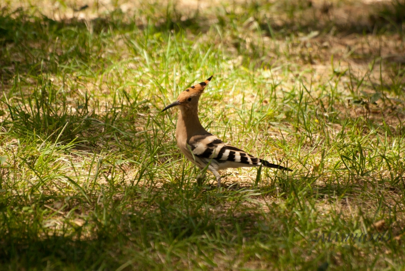 Photo Oiseaux