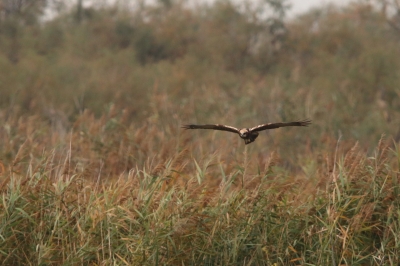 Oiseaux Busard des roseaux