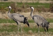 Oiseaux grues cendres