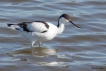 Oiseaux avocette elegante