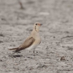 Oiseaux glaréole à collier