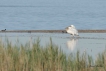  pélican blanc ( juvénile )