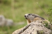 Mammifères Marmotte (Marmota marmota)