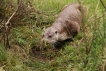 Mammifères loutre d\'europe