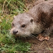 Mammifères loutre d\'europe