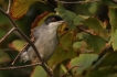 Oiseaux fauvette mélanocéphale ( mâle )