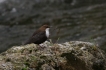 Oiseaux cincle plongeur