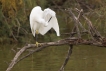 Oiseaux Aigrette garzette