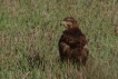 Oiseaux Buse variable