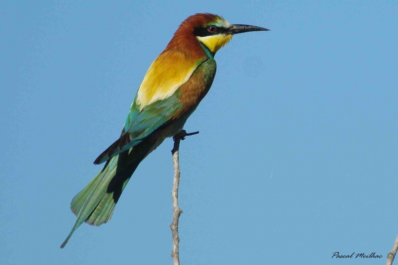 Photo Oiseaux guepier d'europe