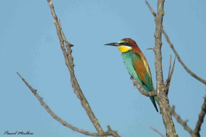 Photo Oiseaux guepier d'europe