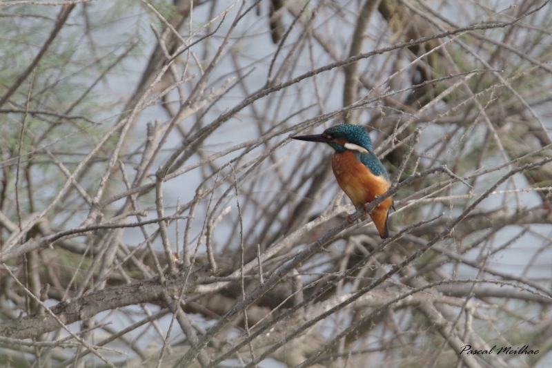 Photo Oiseaux Martin pêcheur d'Europe (Alcedo atthis)