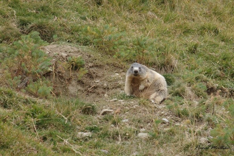 Photo Mammifères Marmotte (Marmota marmota)