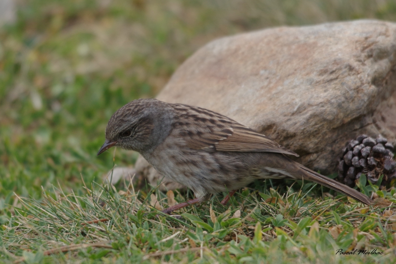 Photo Oiseaux Accenteur mouchet (Prunella modularis)
