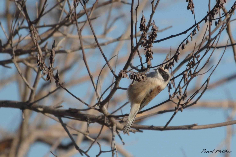 Photo Oiseaux remiz penduline