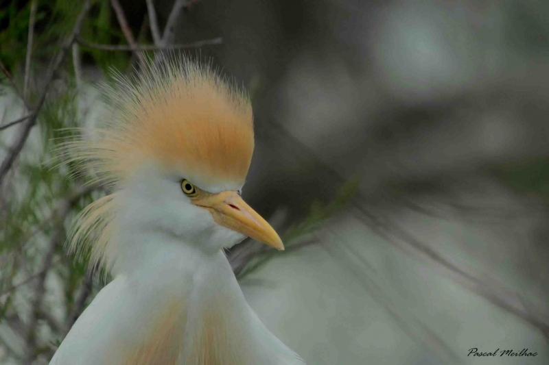Photo Oiseaux heron garde boeuf