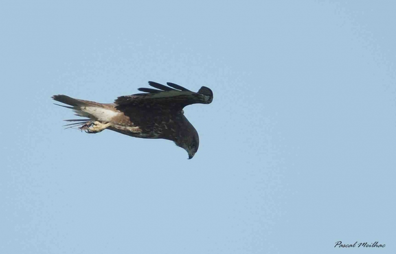 Photo Oiseaux Buse variable (Buteo Buteo)