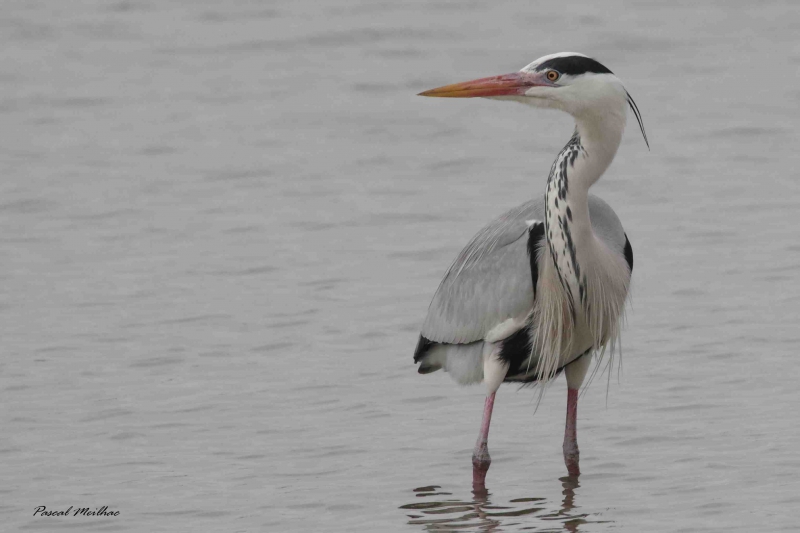 Photo Oiseaux Héron cendré (Ardea cinerea)