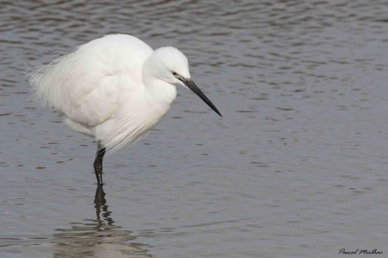 Photo Oiseaux Aigrette garzette (Egretta garzetta)