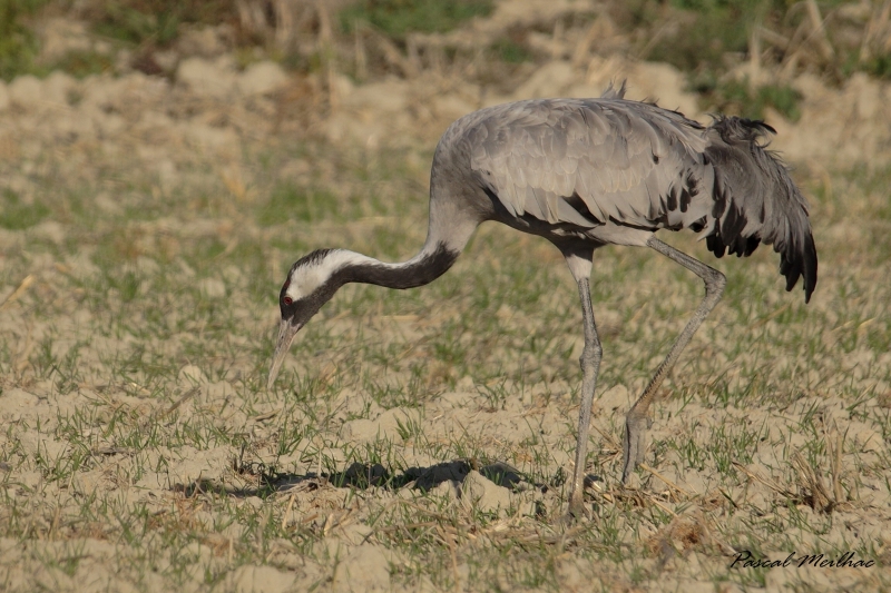 Photo Oiseaux Grue cendrée (Megalornis grus)
