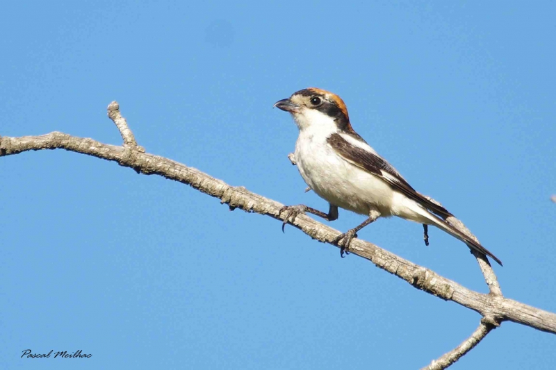 Photo Oiseaux