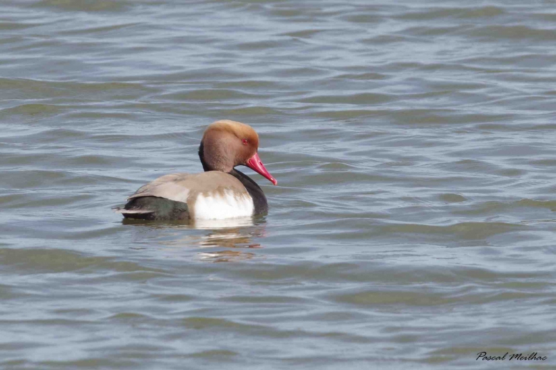Photo Oiseaux Nette rousse