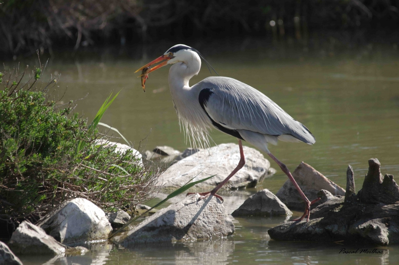 Photo Oiseaux heron cendrè ( à la pêche )