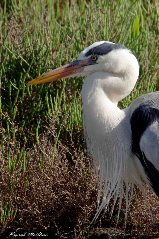 Photo Oiseaux Héron cendré (Ardea cinerea)