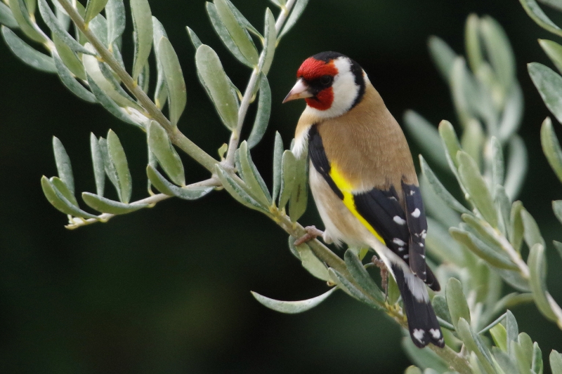 Photo Oiseaux Chardonneret élégant