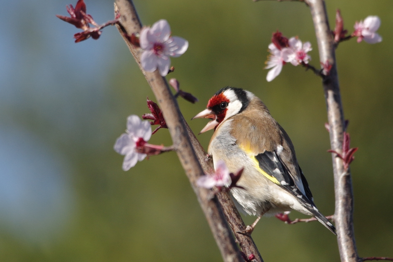 Photo Oiseaux Chardonneret élégant