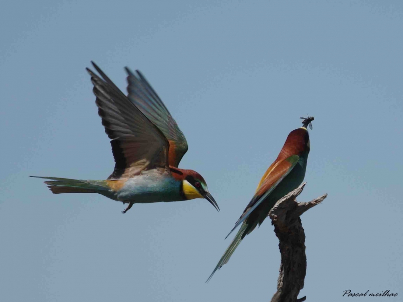Photo Oiseaux guepier d'europe