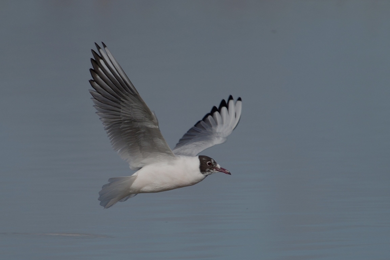 Photo Oiseaux Mouette rieuse