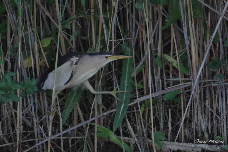 Photo Oiseaux blongios nain