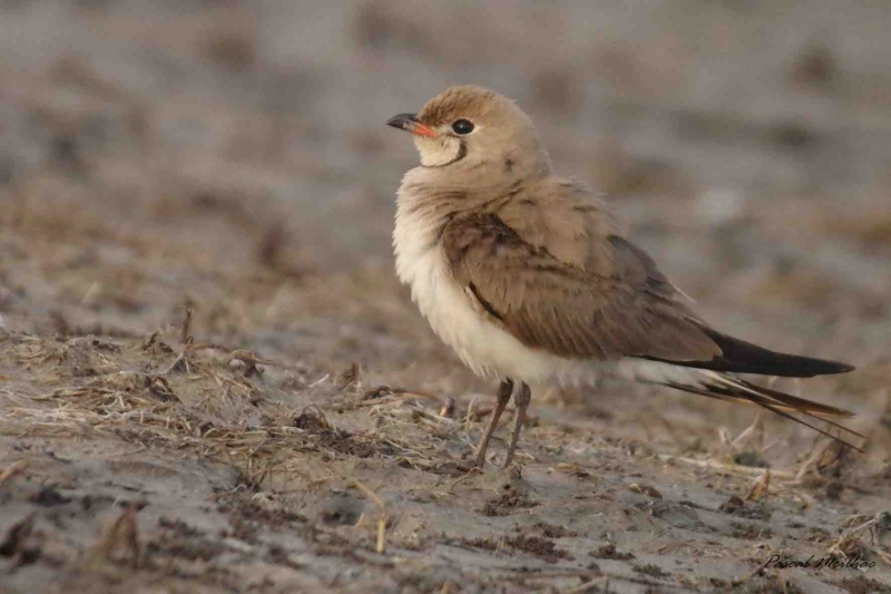 Photo Oiseaux glaréole à collier