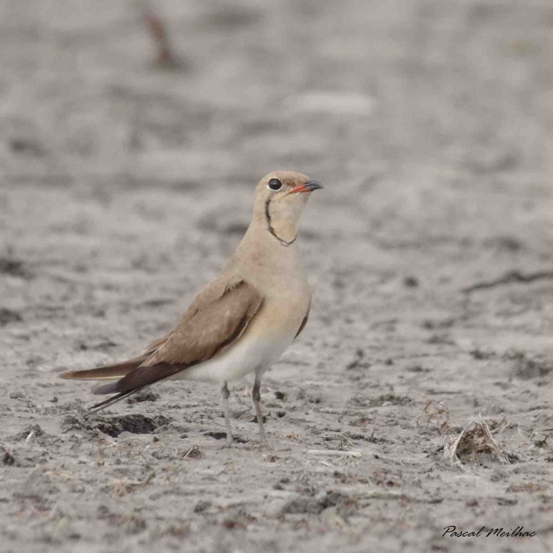 Photo Oiseaux glaréole à collier