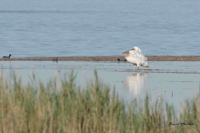 IMGP9913.JPG pélican blanc ( juvénile )
