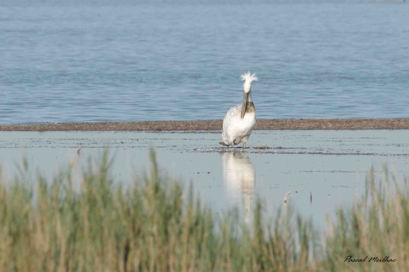 Photo Oiseaux pélican blanc  ( juvénile )