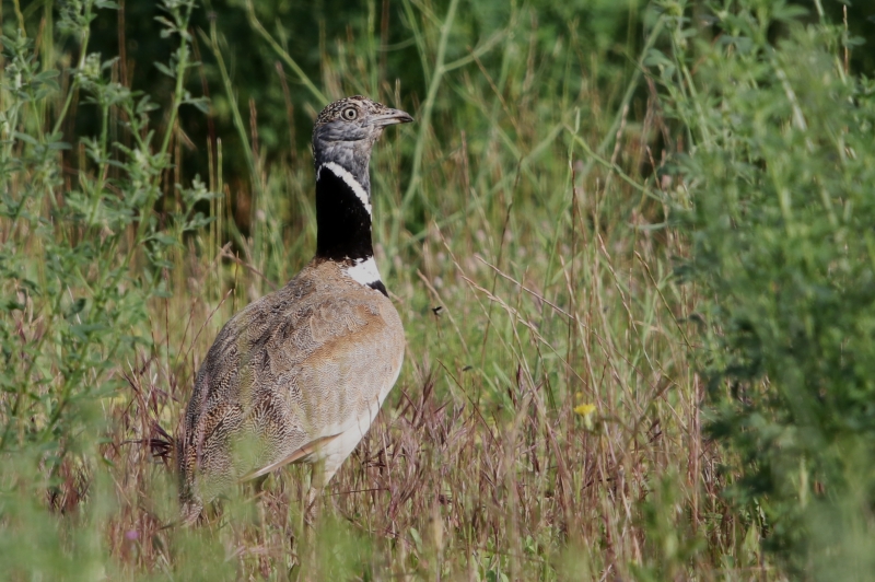 Photo Oiseaux outarde canepetiére