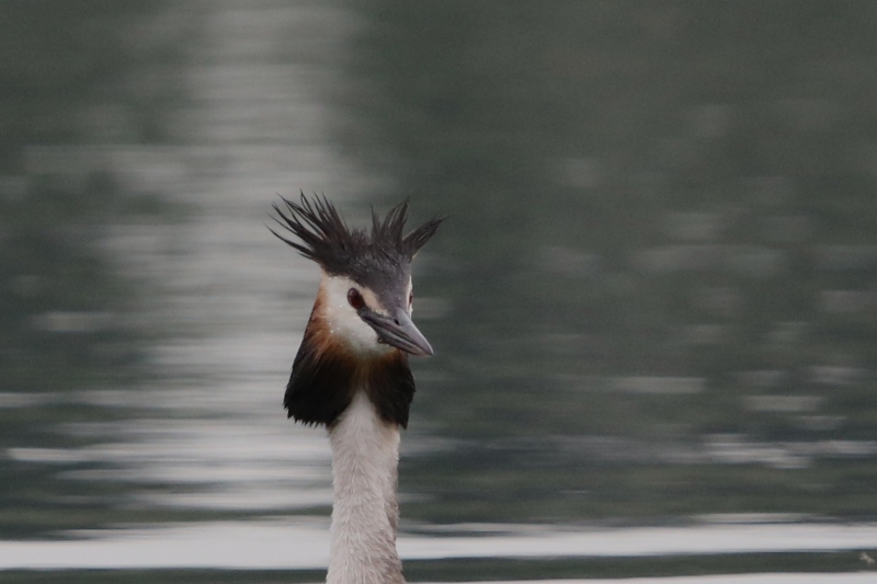 Photo Oiseaux Grèbe huppé